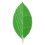 MongoDB logo